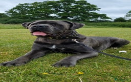 Cane Corso dogs for stud: 60kg Cane-corso stud - Image 7