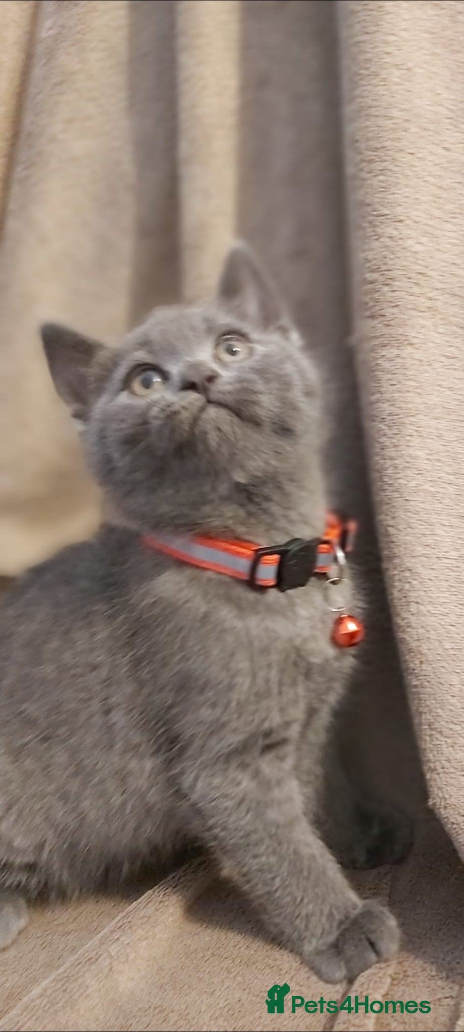 British Shorthair cats Beautiful British short hair kittens  - Advert 7