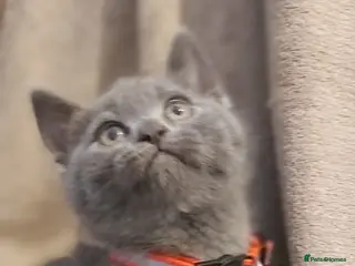 British Shorthair cats Beautiful British short hair kittens - Advert 16