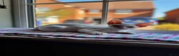 Devon Rex cats for sale: Last 2 exceptional Devon Rex kittens available - Advert 34