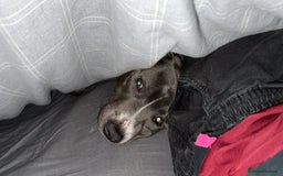 Staffordshire Bull Terrier dogs for sale: Blue  - Image 7