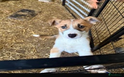 Border Collie dogs for sale: Collie farm pups for sale - Advert 1