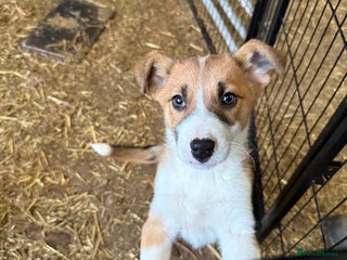 Border Collie dogs Collie farm pups for sale - Advert 4