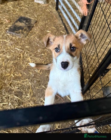 Border Collie dogs Collie farm pups for sale - Advert 2
