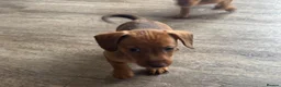 Mixed Breed dogs for sale: Patterchshund puppies  in Liverpool - Advert 9