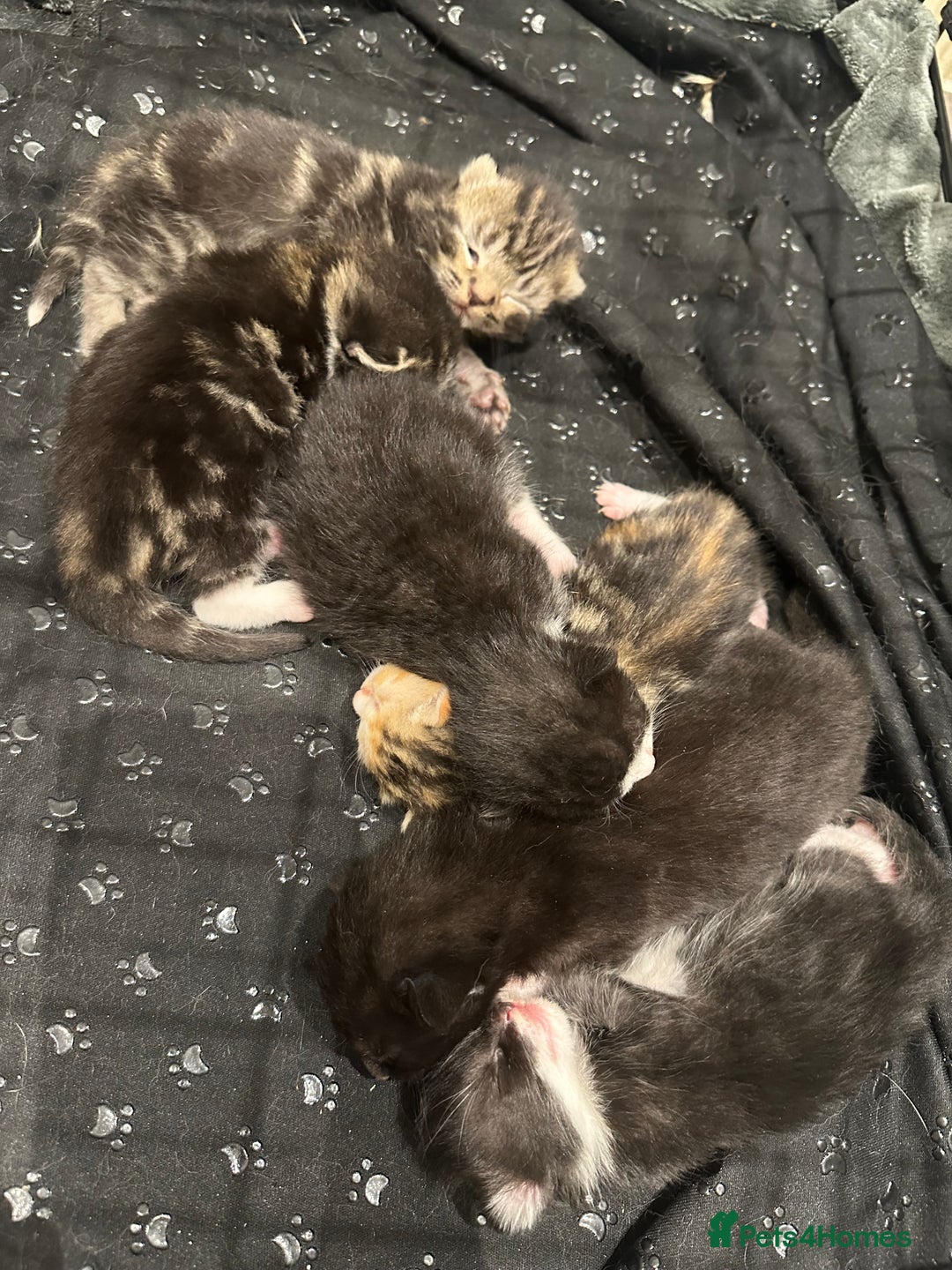 Domestic Shorthair cats for sale: Kittens - Image 18