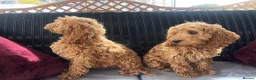Cockapoo dogs for sale: Cockapoo puppies for sale  in London - Advert 3