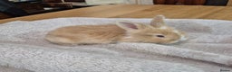Angora rabbits for sale: Gorgeous Angora Rabbits,  Full (Maxi) faced - Advert 10