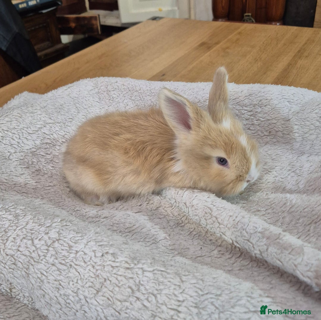 Angora rabbits for sale: Gorgeous Angora Rabbits,  Full (Maxi) faced - Advert 10