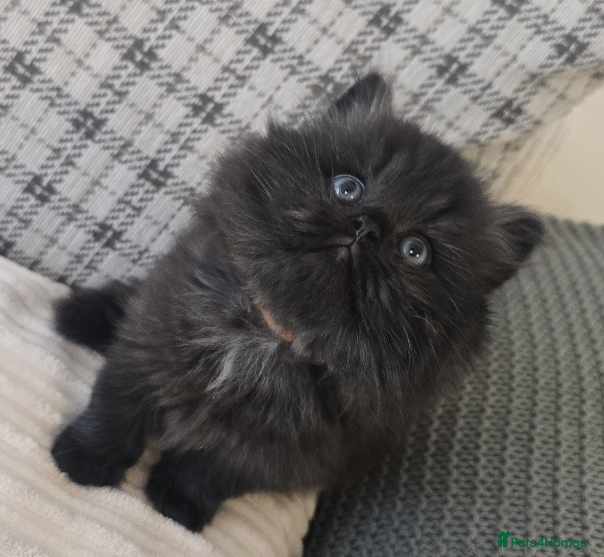 Persian cats Stunning Persian  - Advert 1