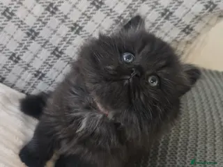 Persian cats Stunning Persian - Advert 1