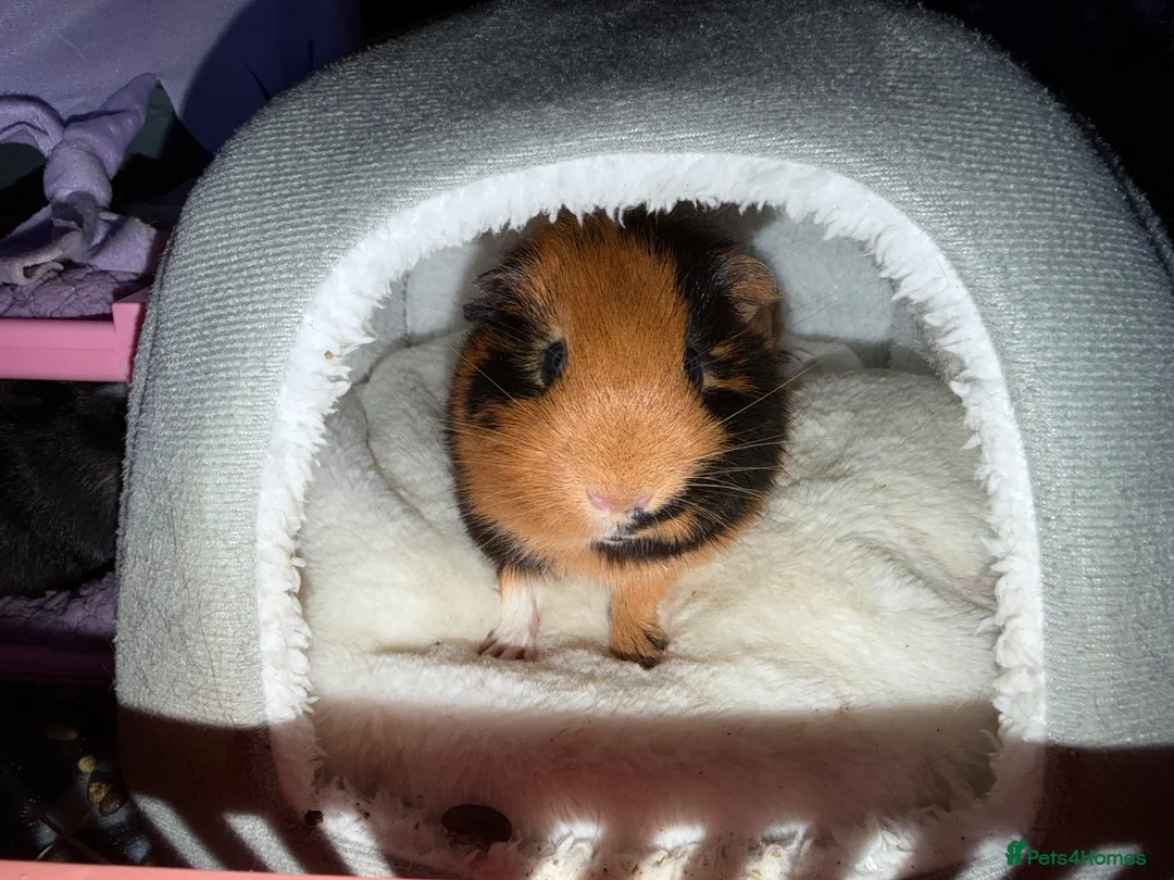 Guinea Pig rodents for sale: 2 Male guinea pigs (plus entire setup) - Advert 11