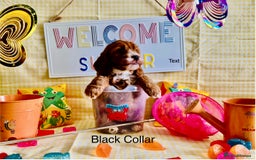Cockapoo dogs for sale: F1 Toy Cockapoo’s in richest red ❤️ - Image 3