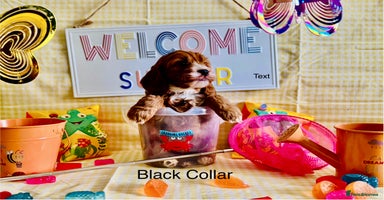 Cockapoo dogs - Advert 5
