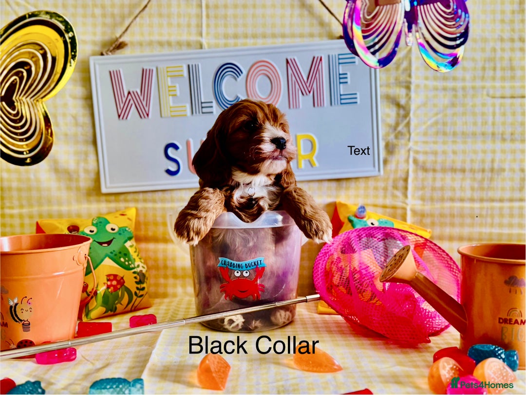 Cockapoo dogs for sale: F1 Toy Cockapoo’s in richest red ❤️ - Image 3