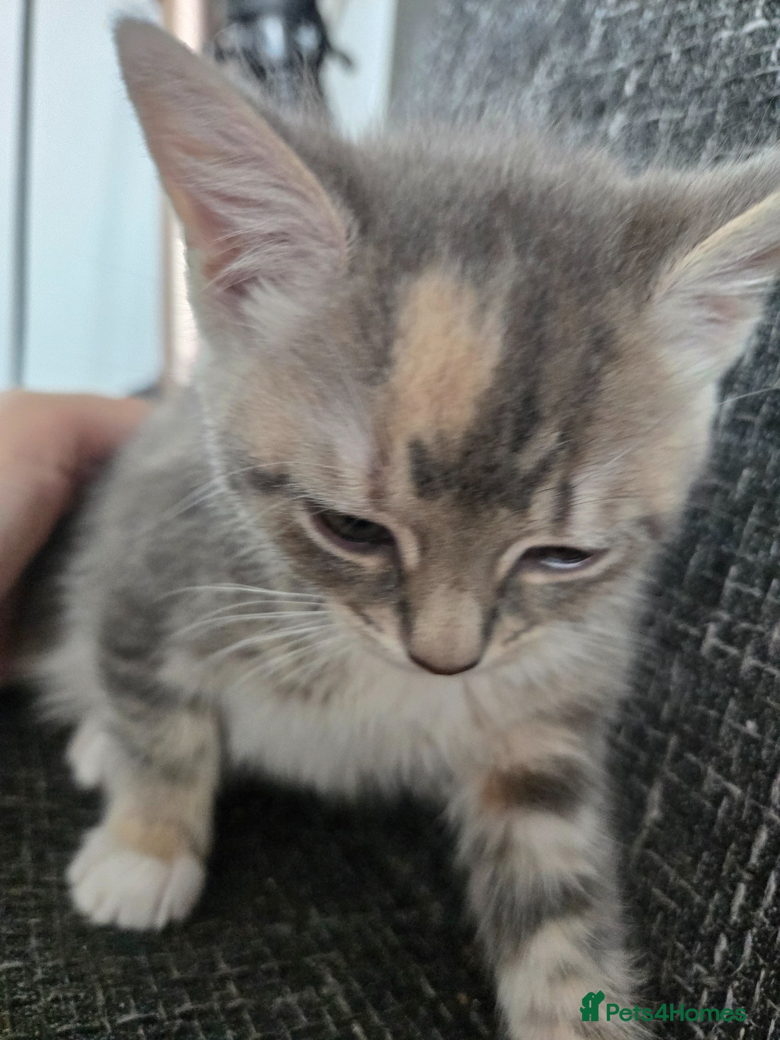 Mixed Breed cats for sale: Mixed mother bengal in Stoke-on-Trent - Advert 6