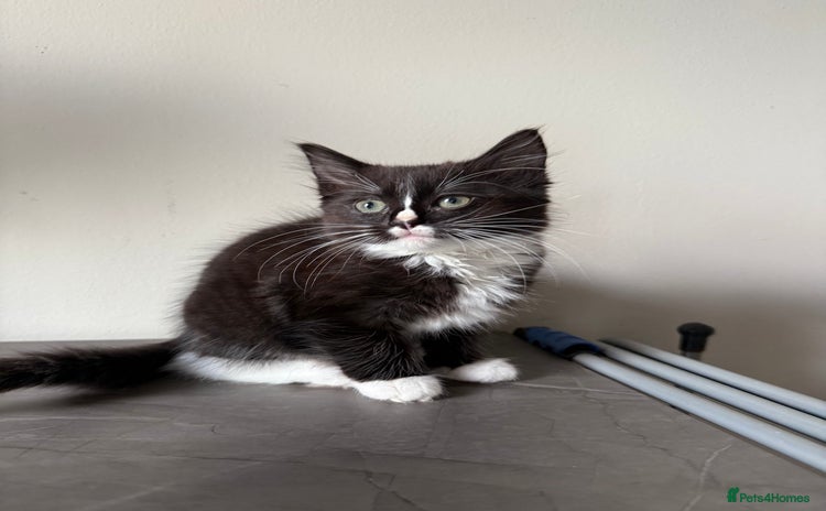 Ragdoll cats - Advert 12