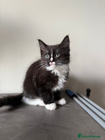 Ragdoll cats - Advert 12