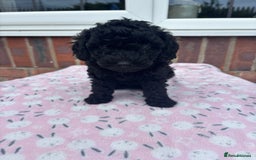Miniature Poodle dogs for sale: Miniature poodles REDUCED READY TO LEAVE NOW  - Image 31