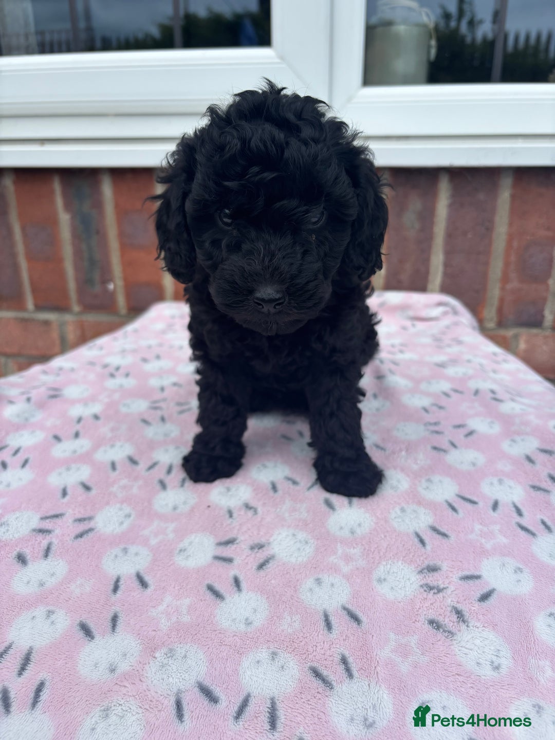 Miniature Poodle dogs for sale: Miniature poodles REDUCED READY TO LEAVE NOW  - Image 31