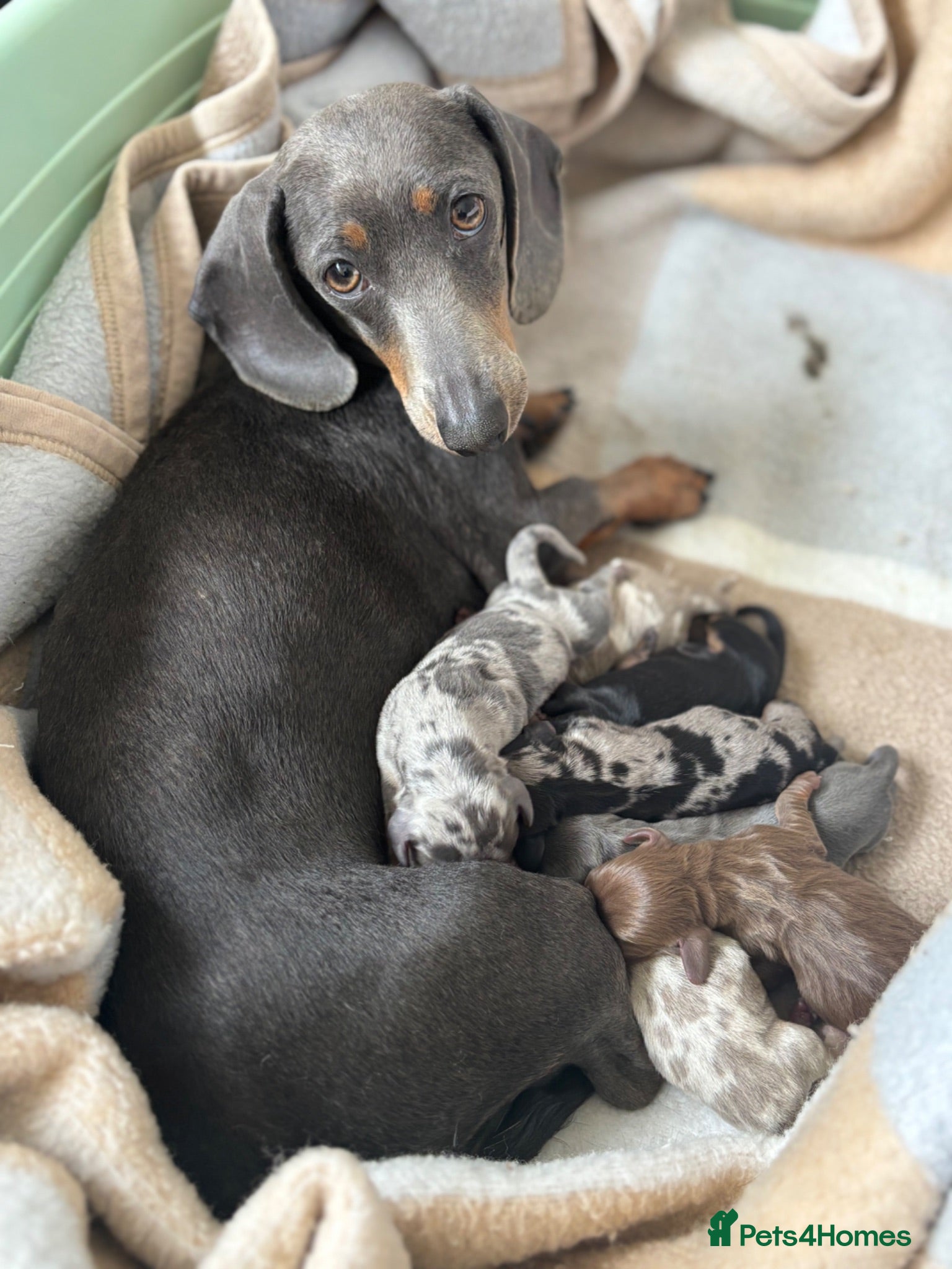 Miniature Dachshund dogs Miniature Daschunds - Advert 1