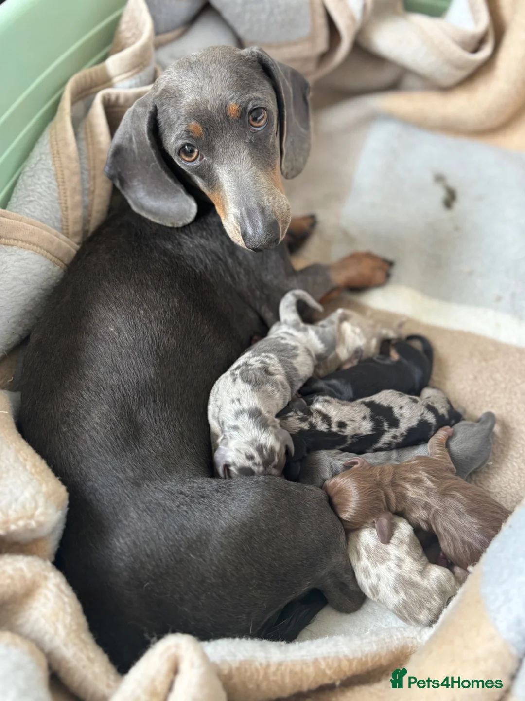 Miniature Dachshund dogs for sale: Miniature Daschunds - Advert 1