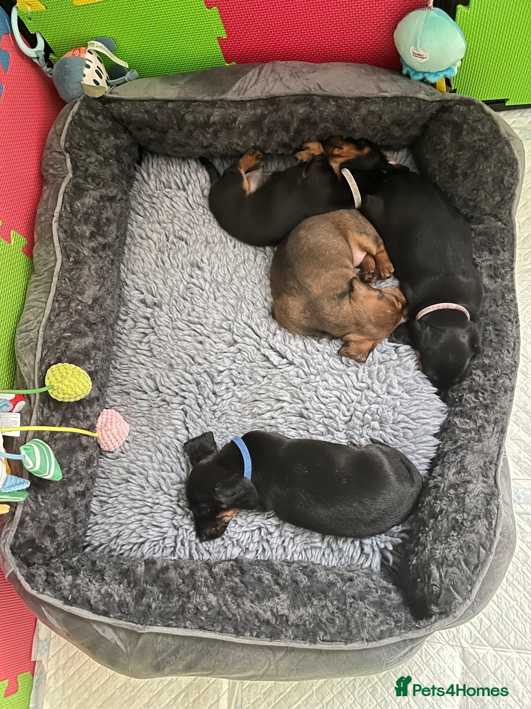 Miniature Dachshund dogs for sale: Miniature Dachshund KC Registered Puppies  in Aberdeen - Advert 12
