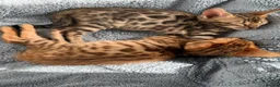 Bengal cats for sale: Beautiful bengal - Advert 3