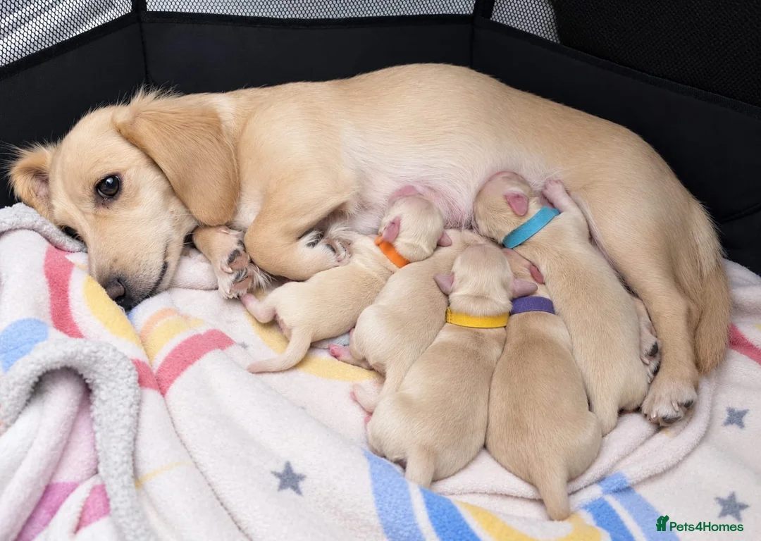 Miniature Dachshund dogs for sale: KC Reg Long haired cream miniature dachshund - Advert 1