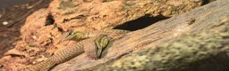 Monitor reptiles for sale: Baby Ackie Monitors - Advert 2