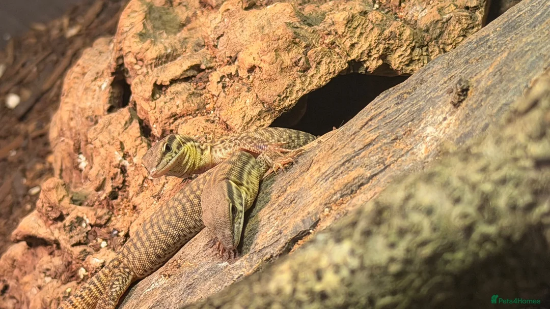 Monitor reptiles for sale: Baby Ackie Monitors - Advert 2