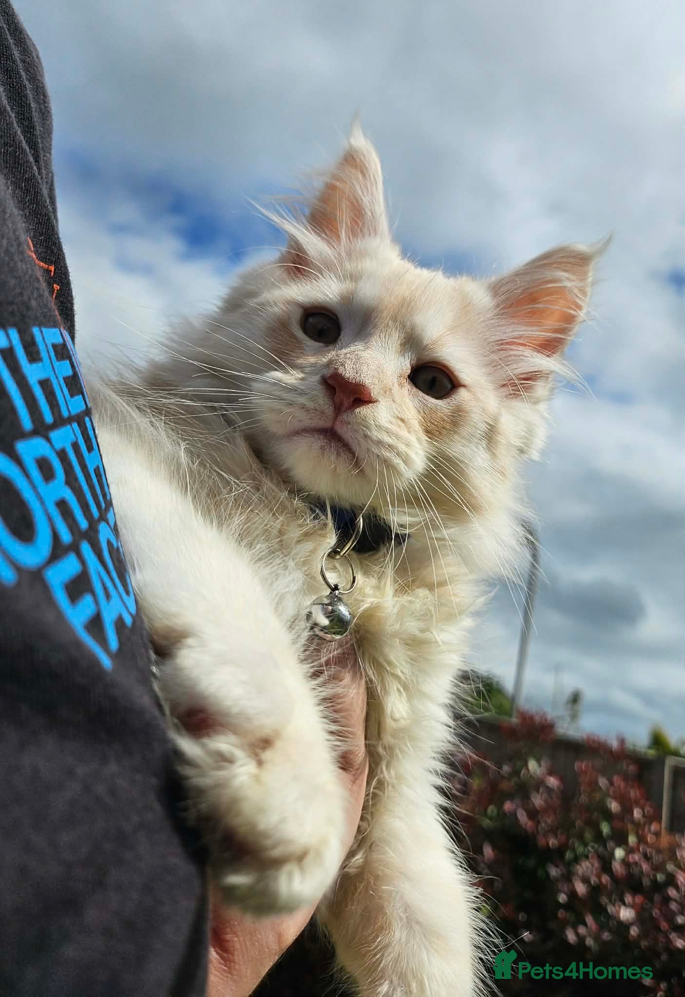 Maine Coon cats XXL Exceptional Pedigree Kittens Russian line - Advert 6