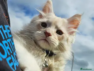 Maine Coon cats XXL Exceptional Pedigree Kittens Russian line - Advert 6