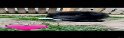 German Shepherd dogs for sale: German shepherd pups - Advert 6