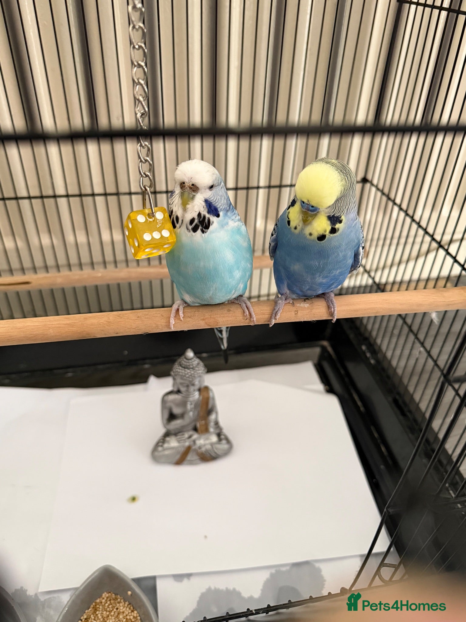 Budgerigars birds 2 budgie young birds - Advert 1