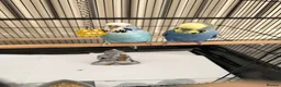 Budgerigars birds for sale: 2 budgie young birds in Hayes - Advert 1