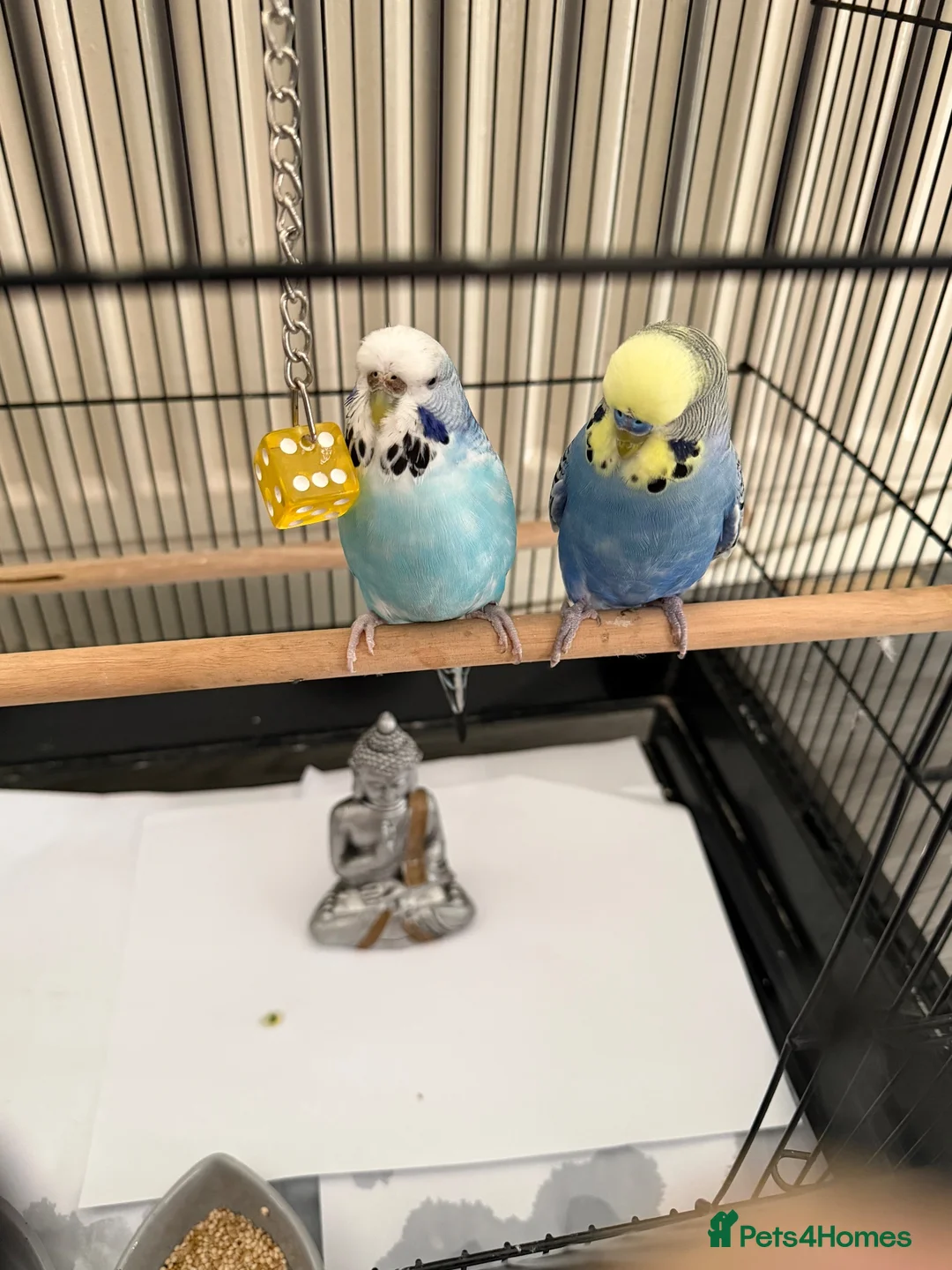 Budgerigars birds for sale: 2 budgie young birds in Hayes - Advert 1
