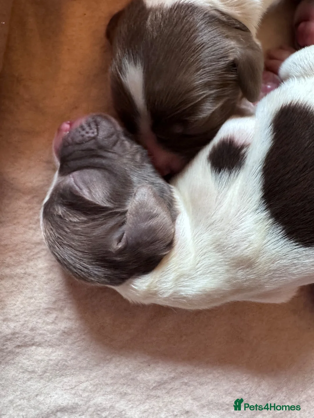 English Springer Spaniel dogs for sale: Beautiful Liver & White Springer Spaniel Puppies - Advert 1