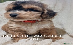 Cockapoo dogs for sale: Cockapoo  Puppies PRA UNAFFECTEDD  - Image 3