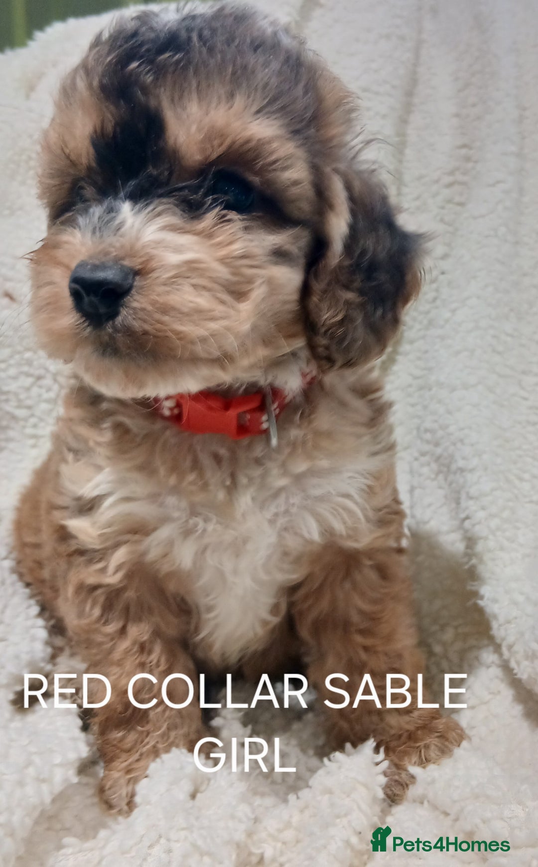 Cockapoo dogs for sale: Cockapoo  Puppies PRA UNAFFECTEDD  - Image 3