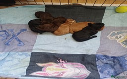 Cockapoo dogs for sale: Gorgeous Cockapoo puppies - Image 4