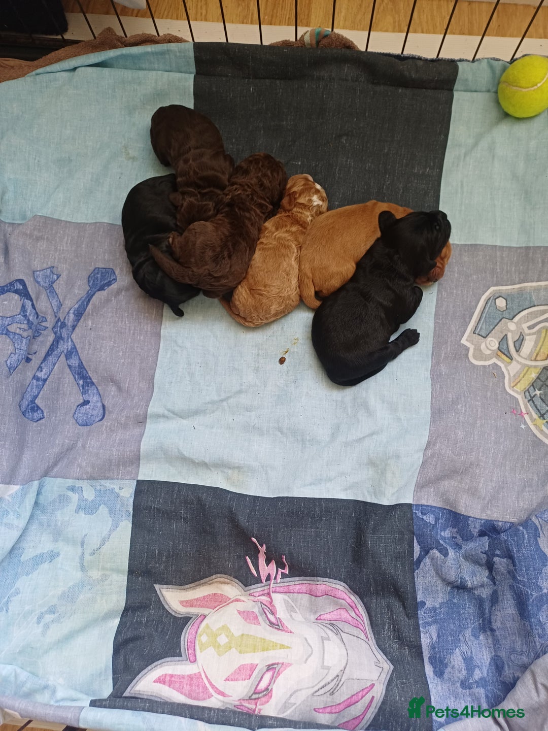 Cockapoo dogs for sale: Gorgeous Cockapoo puppies - Image 4