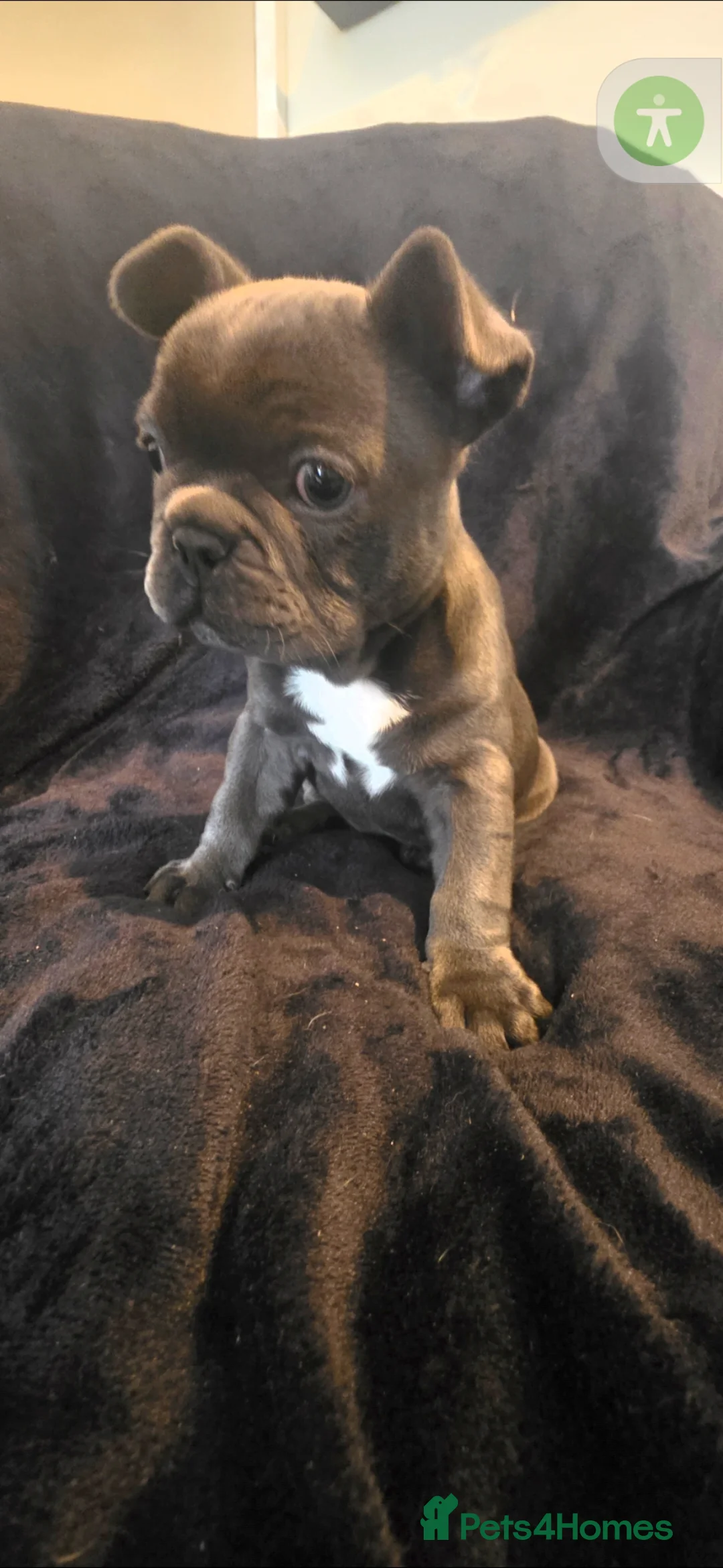 French Bulldog dogs for sale: Blue female fench bulldog puppie *PET ONLY* - Advert 2