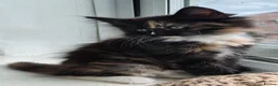 Norwegian Forest Cat cats for sale: Beautiful pedigree Norwegian Forest kittens  - Advert 22