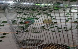 Parakeets birds for sale: Pair of redrump parakeet  - Image 5