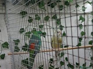 Parakeets birds Pair of redrump parakeet - Advert 7