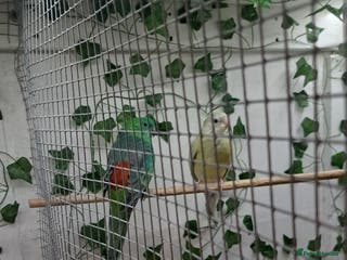 Parakeets birds Pair of redrump parakeet - Advert 6