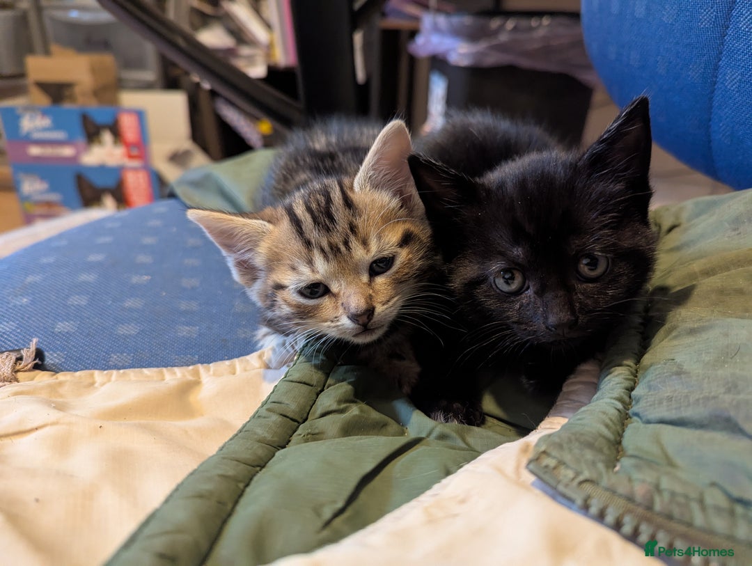 Mixed Breed cats for sale: Beautiful Black Kitten Ready to Go Now - Image 13