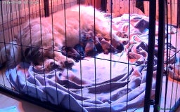 Mixed Breed dogs for sale: Beautiful frow frows for sale - Image 13
