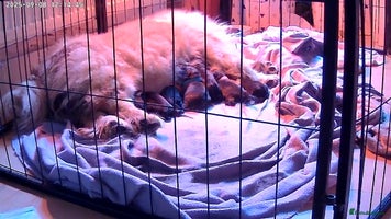 Mixed Breed dogs - Advert 4